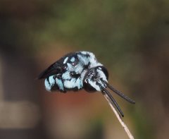 Thyreus caeruleopunctatus