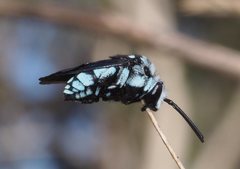 Thyreus caeruleopunctatus