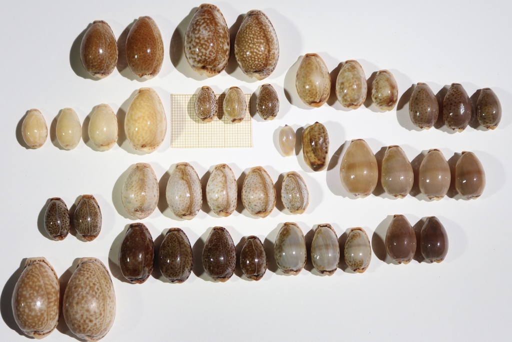 Spotted Cowrie