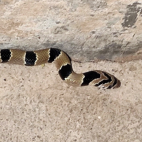 Tillack's Kukri Snake