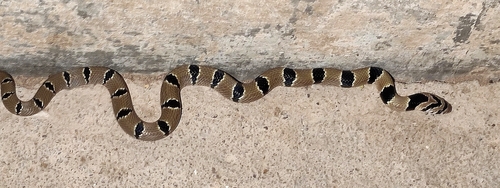 Tillack's Kukri Snake