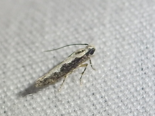 Coleotechnites Flower Moth photo 2