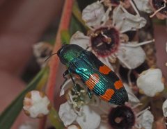 Castiarina vegeta