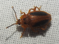 Epipocus punctatus