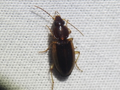 Agonum pallipes