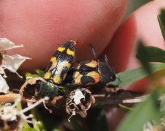 Castiarina flavopicta