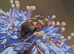 Castiarina flavopicta