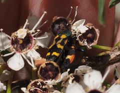 Castiarina flavopicta