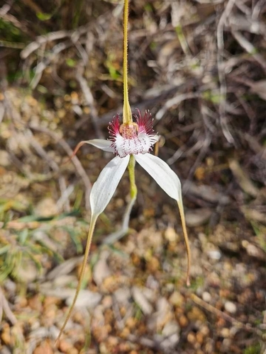 Image of Caladenia splendens by (c) Tyson G, some rights reserved (CC BY)