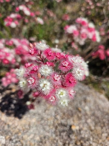 Image of Verticordia huegelii by (c) Tyson G, some rights reserved (CC BY)