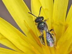 Lasioglossum sphecodoides