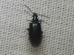 Lebia viridis