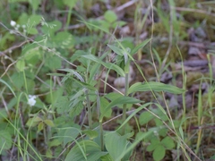 Epipactis helleborine