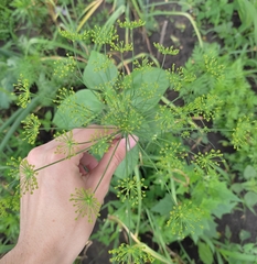 Peucedanum anethum (Peucedanum anethum)