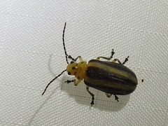 Derospidea brevicollis