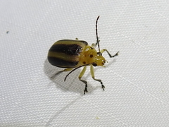 Derospidea brevicollis