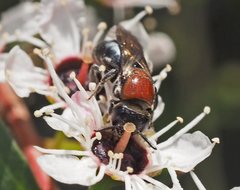 Euryglossa ephippiata