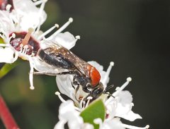 Euryglossa ephippiata