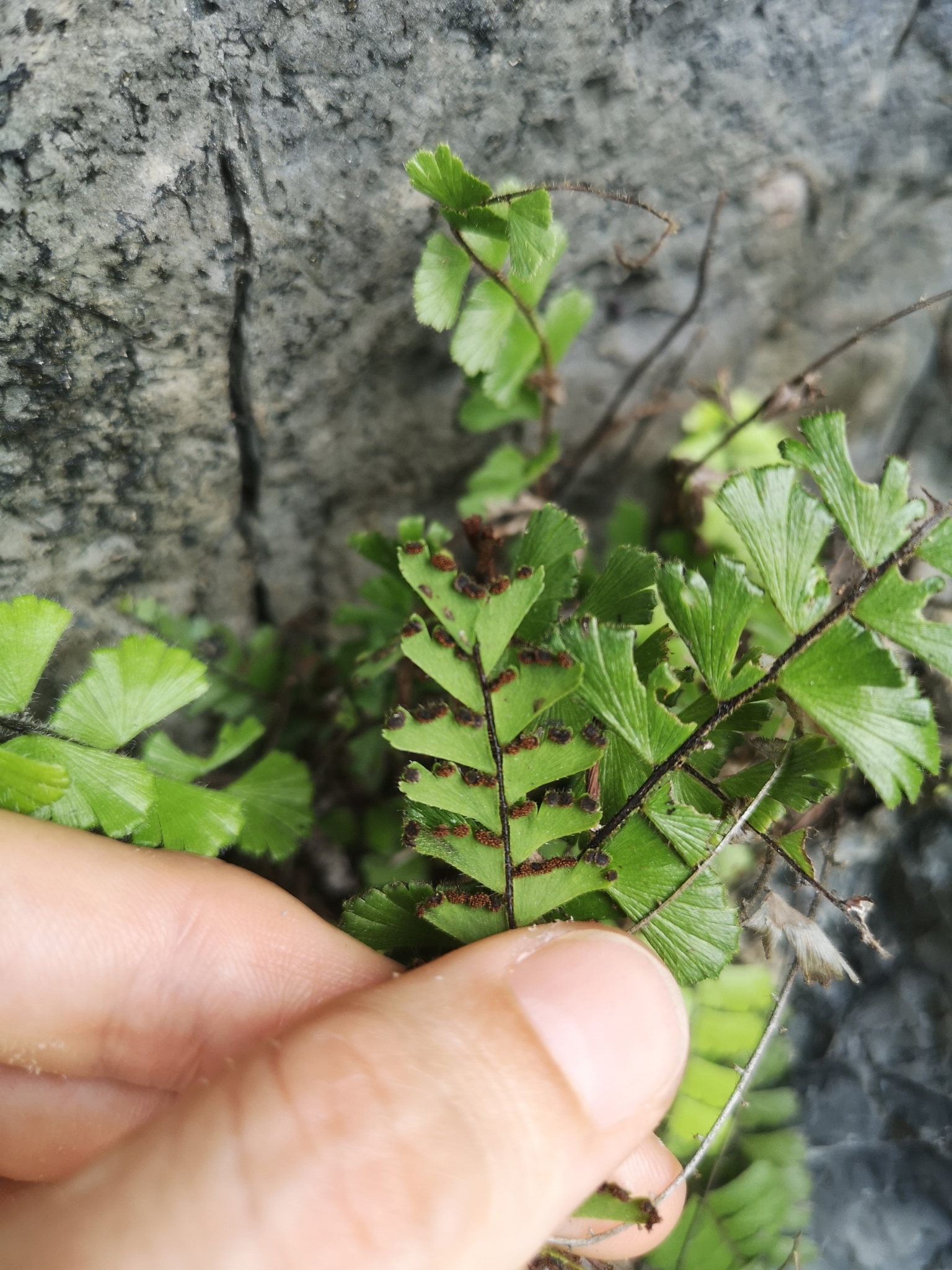 Adiantum caudatum (Adiantum caudatum)