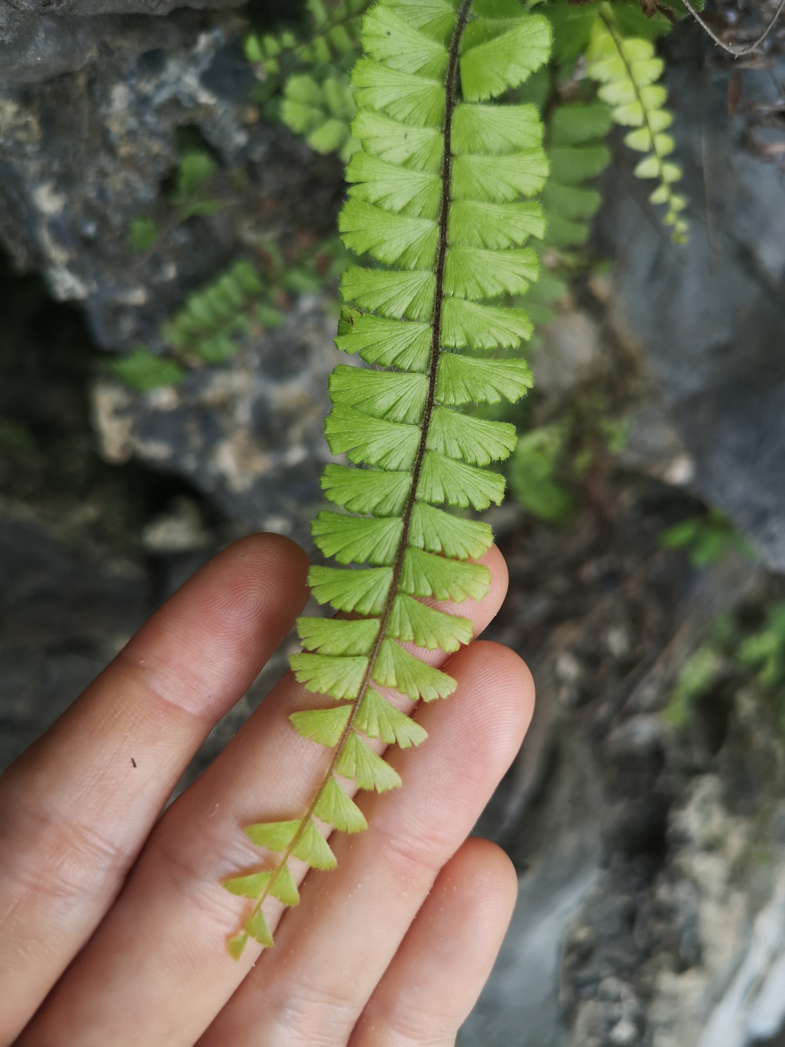 Adiantum caudatum — ảnh 2