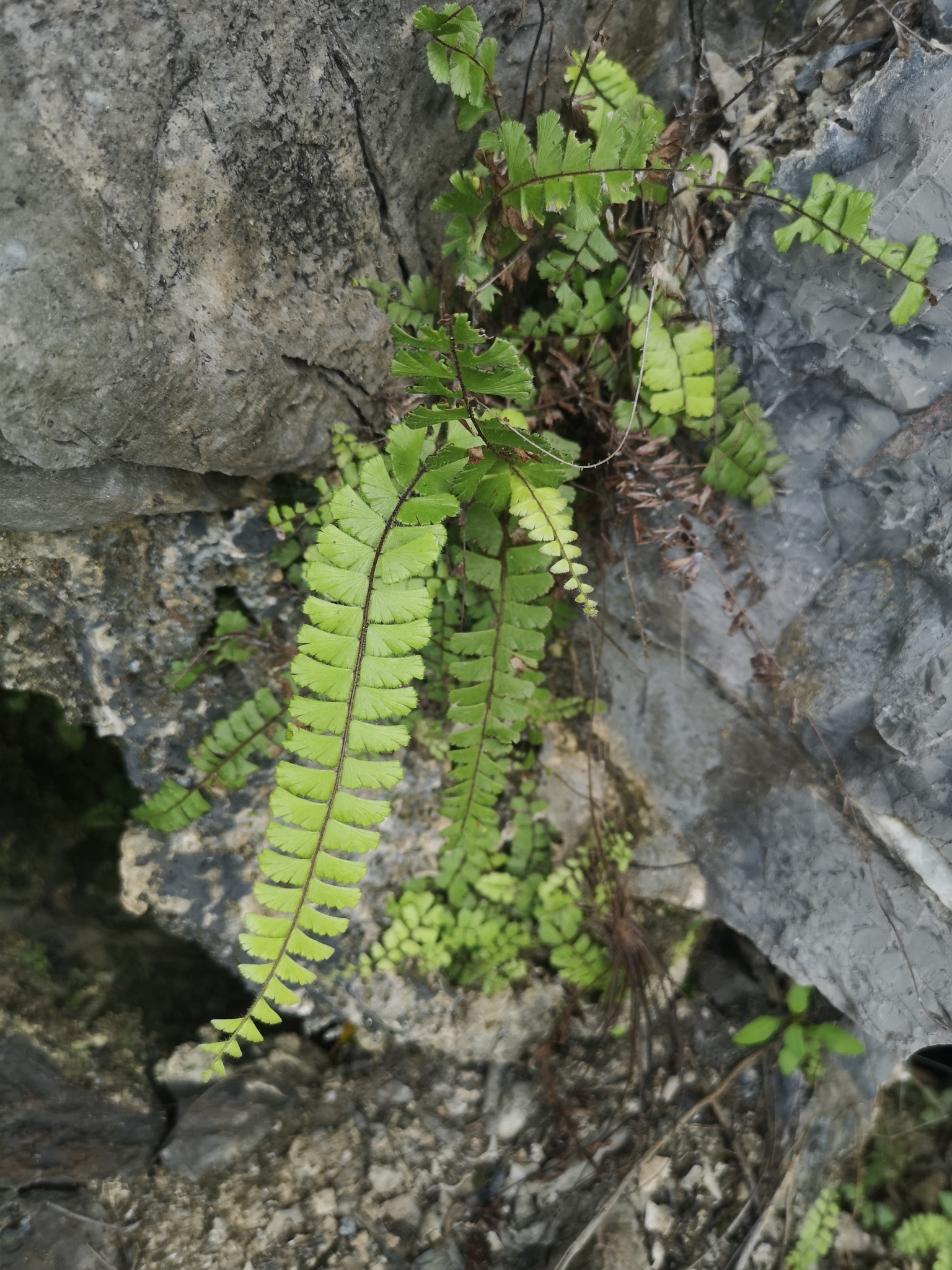 Adiantum caudatum — ảnh 3