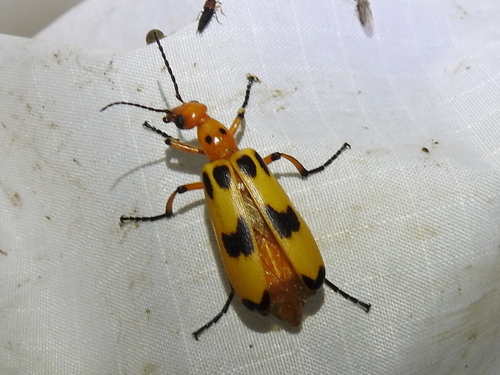 Pyrota fasciata photo 3