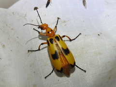 Pyrota fasciata