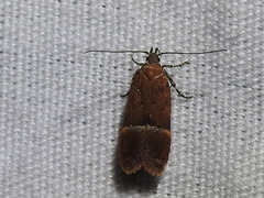 Eudactylota iobapta