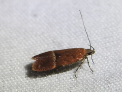 Eudactylota iobapta
