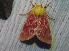 Schinia volupia