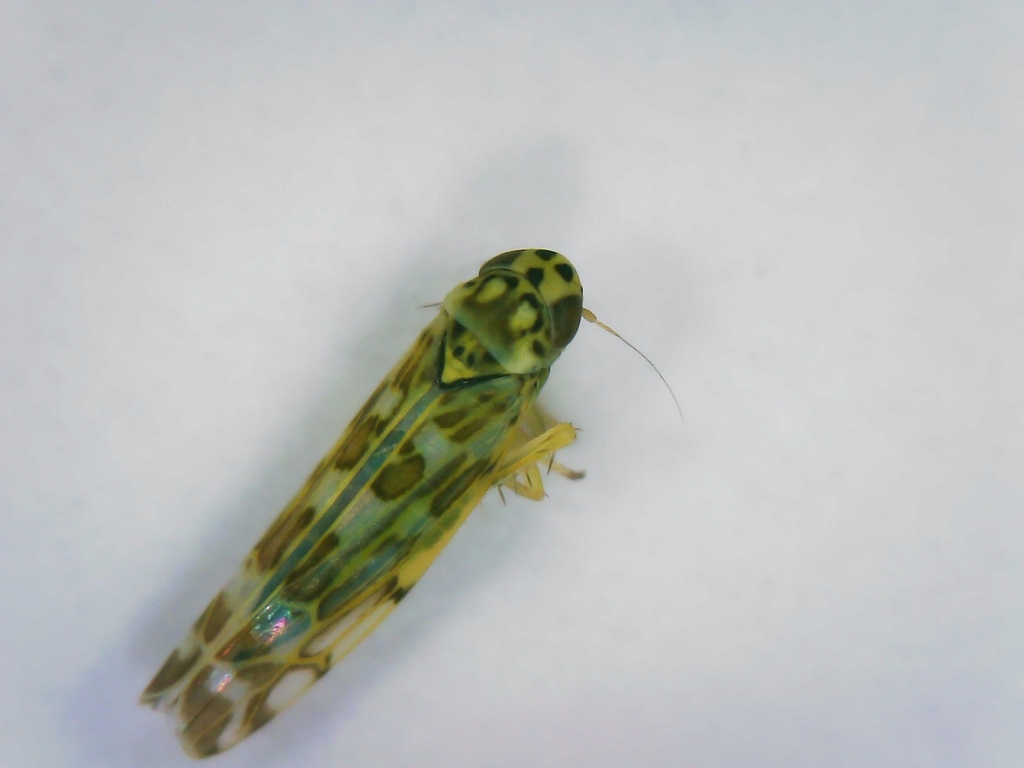 Eupteryx thoulessi