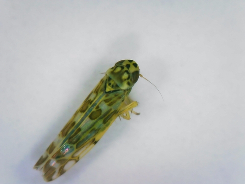 Eupteryx thoulessi
