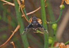 Anthrax dolabratus