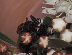 Scrobiger splendidus