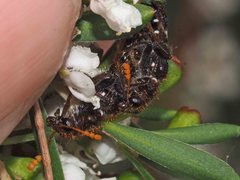 Scrobiger splendidus