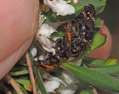 Scrobiger splendidus