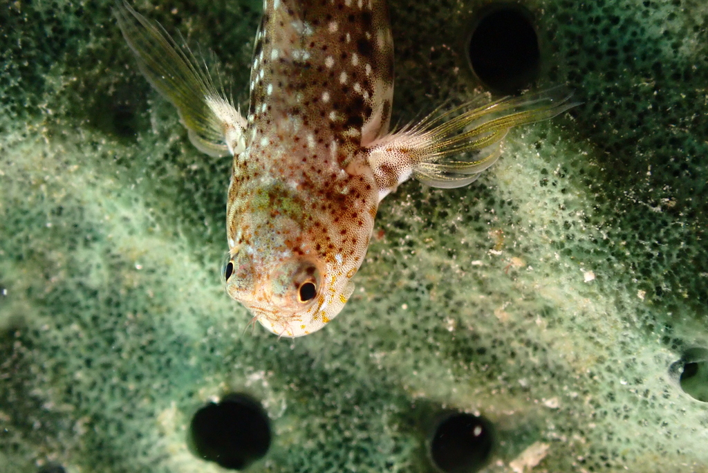 Pearl blenny (Entomacrodus nigricans) — Blenniidae