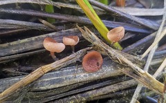 Sclerotinia sulcata