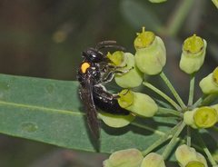 Leioproctus irroratus