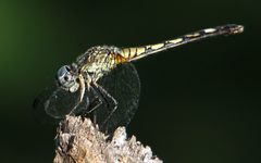 Micrathyria longifasciata