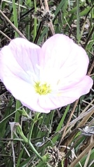 Oenothera speciosa