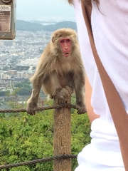 Macaca fuscata fuscata