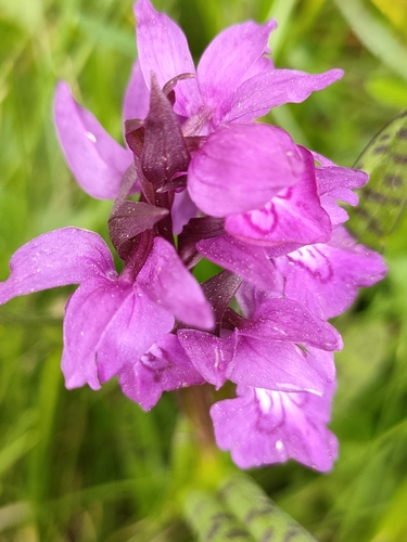 Image of Dactylorhiza cordigera by (c) Jamie Wood, some rights reserved (CC BY)