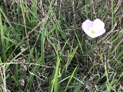 Oenothera speciosa