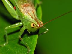 Conocephalus longipes