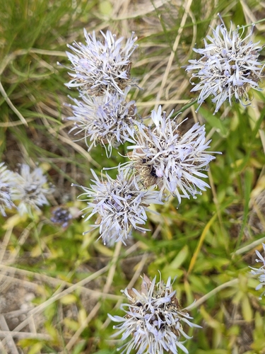 Jasione bulgarica (Jasione bulgarica)