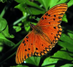 Dione vanillae maculosa