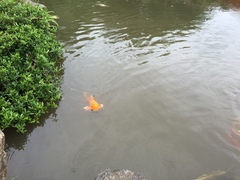 Cyprinus rubrofuscus