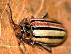 Disonycha bicarinata