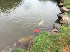 Cyprinus rubrofuscus